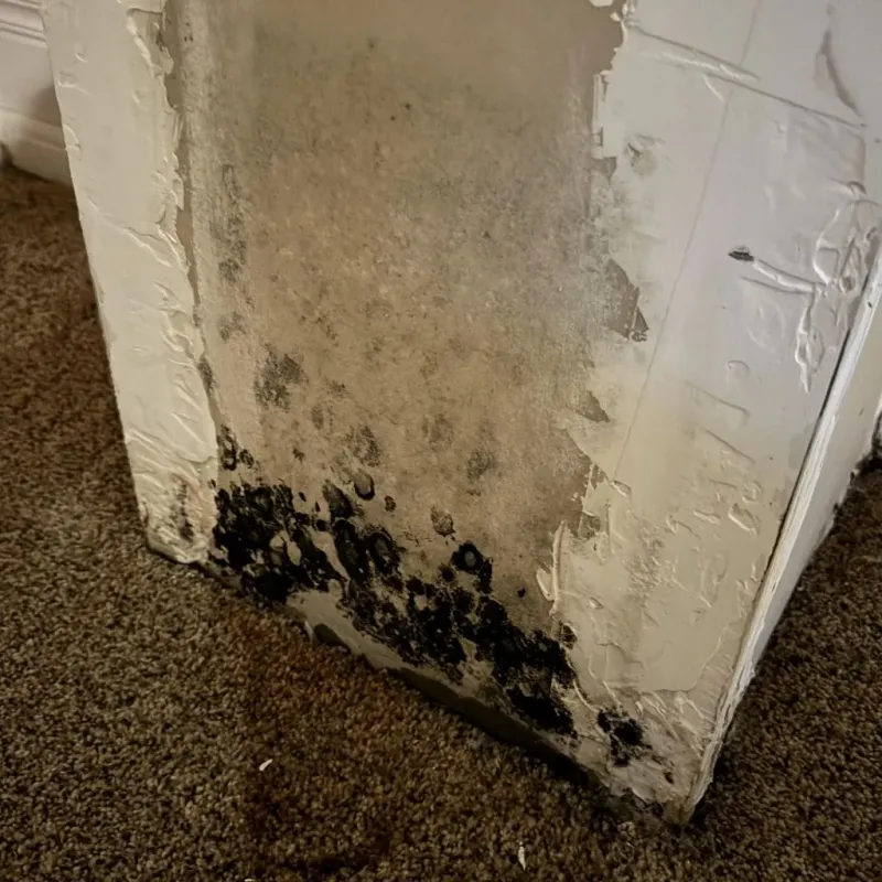Professional Mold Removal in Rome, NY